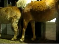 Two horses on zoo sex tv